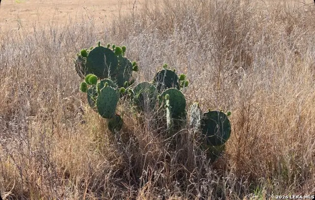 435 County Road 7715, Devine, TX 78016 - #3