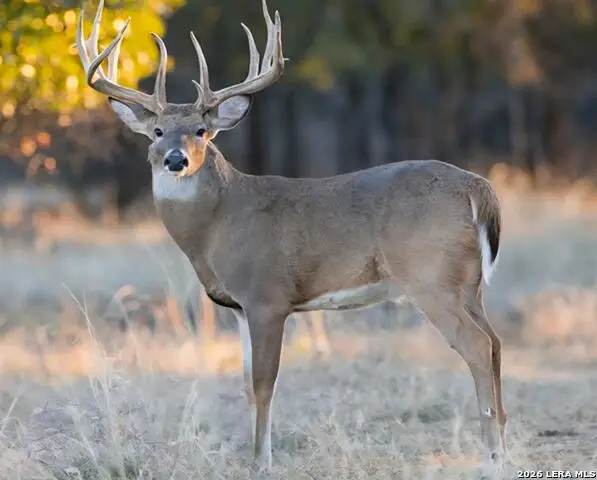 149,150,151 Fm 1796, Dhanis, TX 78860