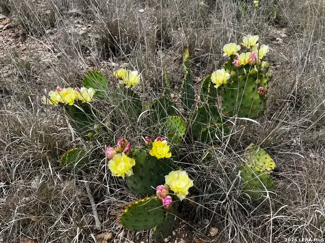 16 Cedar Ridge, Concan, TX 78838 - #3