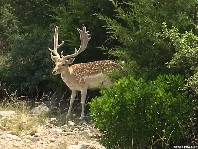 1 AND 2 Texana Oaks Ranch Hway 377, Rocksprings, TX 78880 - #2