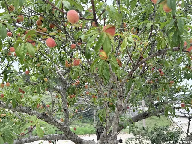 180 County Road 2750, Mico, TX 78056 - #3