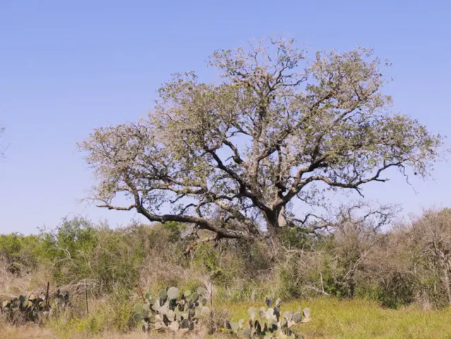 120 Cr 2644, Moore, TX 78057 - #3