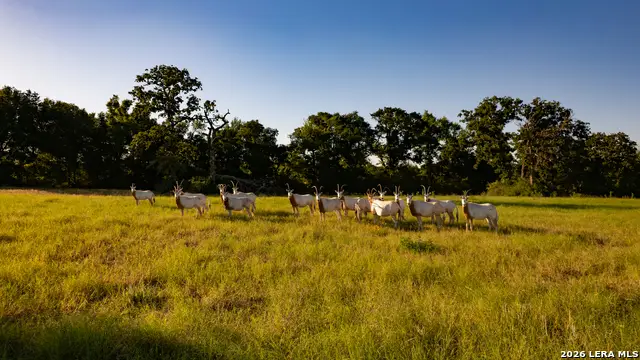 7323 Private Road 4173, Marquez, TX 77865 - #3