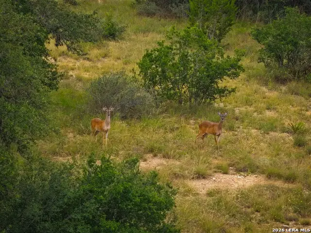 30 ACRES +/- Peaceful Valley Rd, Bandera, TX 78003 - #3