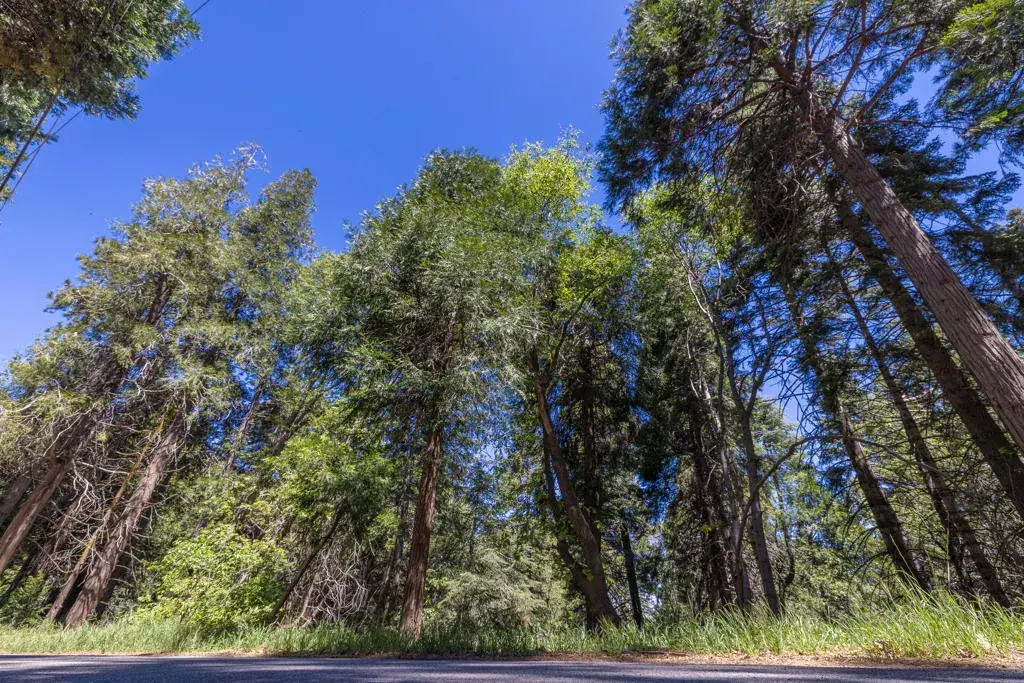 Cedar Pines, Crestline, CA 92325 - #1