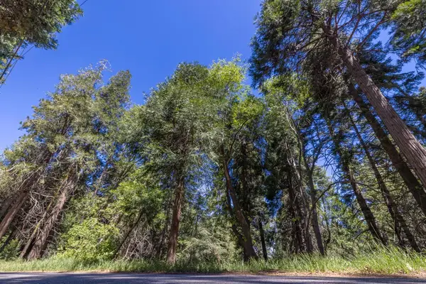 Cedar Pines, Crestline, CA 92325
