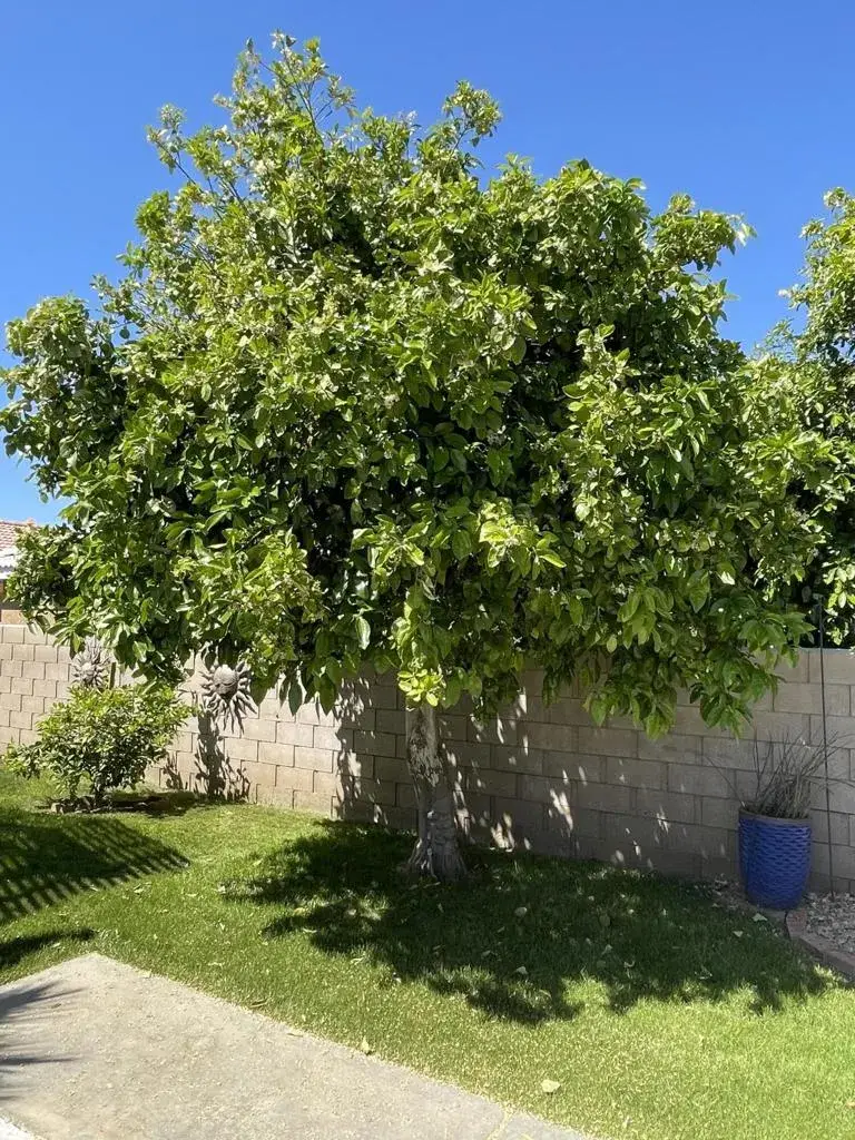 81620 Avenue 49, Indio, CA 92201 - #3