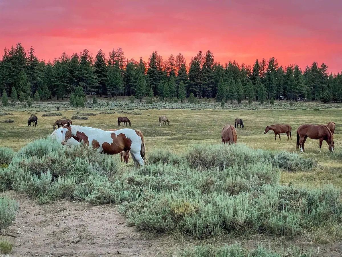 34300 Holcomb Valley Road #Multiple, Fawnskin, CA 92333 - Image #1