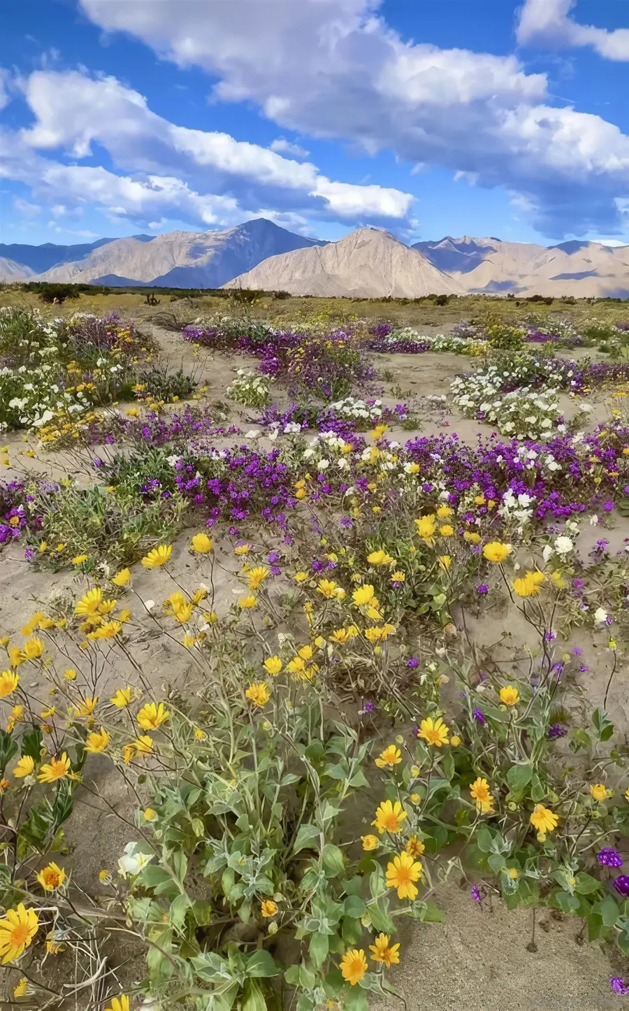 1634 Las Casitas Drive, Borrego Springs, CA 92004 - Image #3