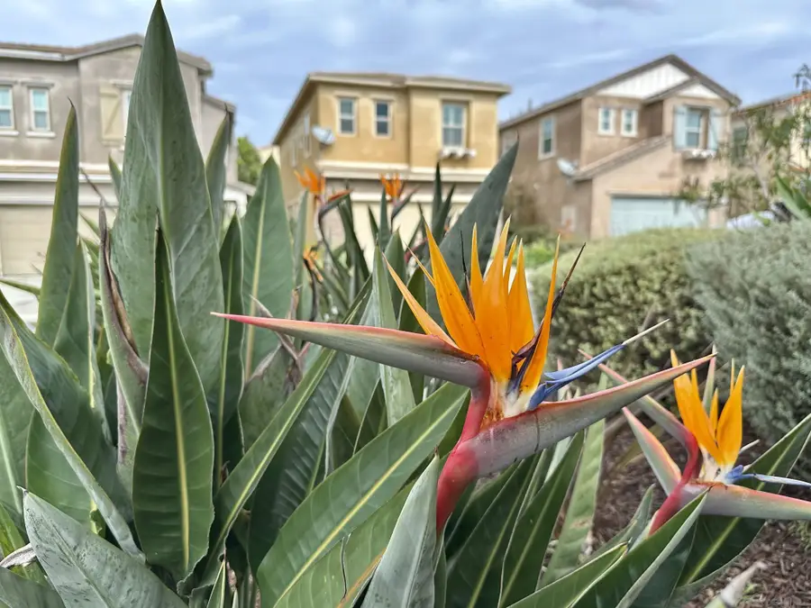 1132 Cherry Tree Lane, Vista, CA 92084 - #2