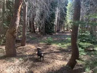 4142 Redtop, Bass Lake, CA 93604