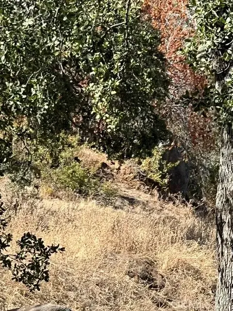 0 Thunderhill, Squaw Valley, CA 93675 - #3