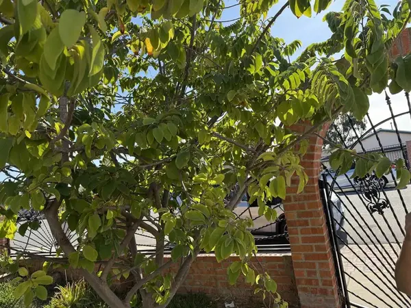 177 Coralwood Drive, San Diego, CA 92114