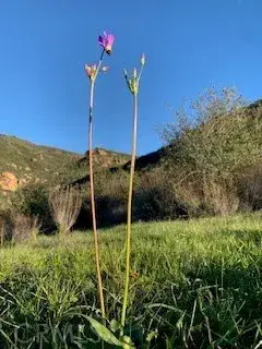 32797 Mulholland, Malibu, CA 90265 - #2
