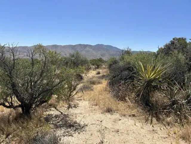 7 Carrizo, Mountain Center, CA 92561 - #3