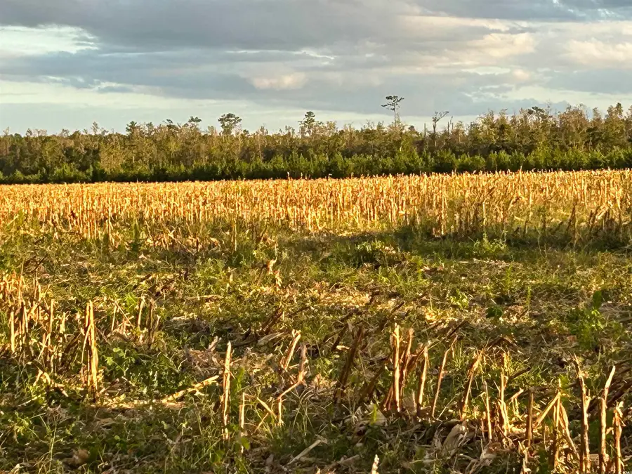 0 Fc Cox Rd., Hemingway, SC 29554 - Image #2