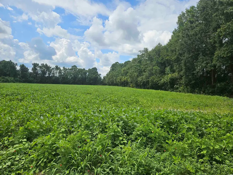 36.4 Acres-TBD Black Creek Rd., Nichols, SC 29581 - Image #2