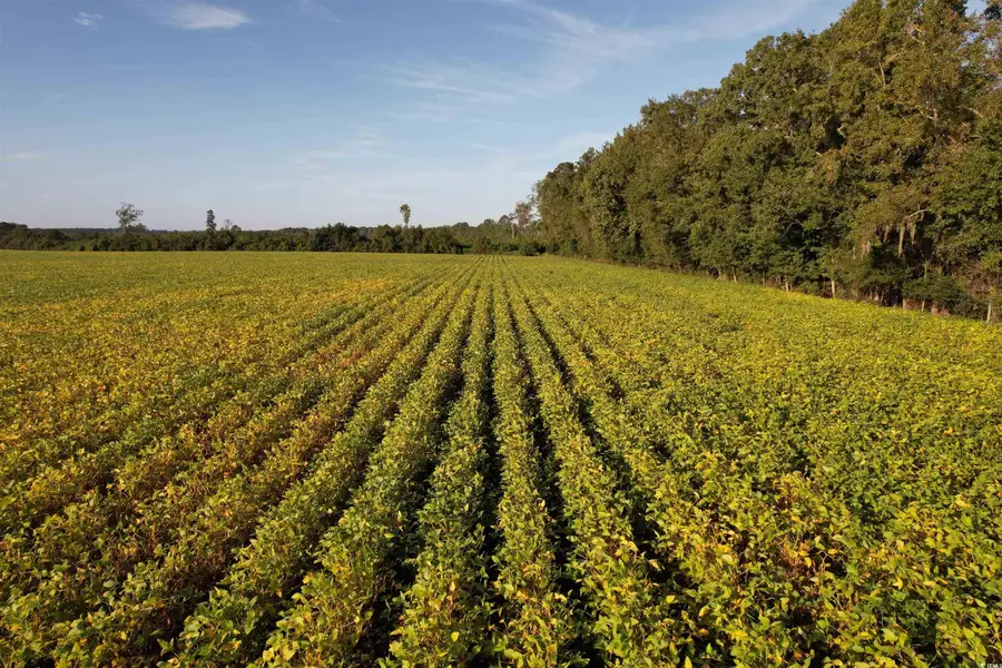 66.5 Acres-TBD Baxley Rd., Hemingway, SC 29554 - Image #2