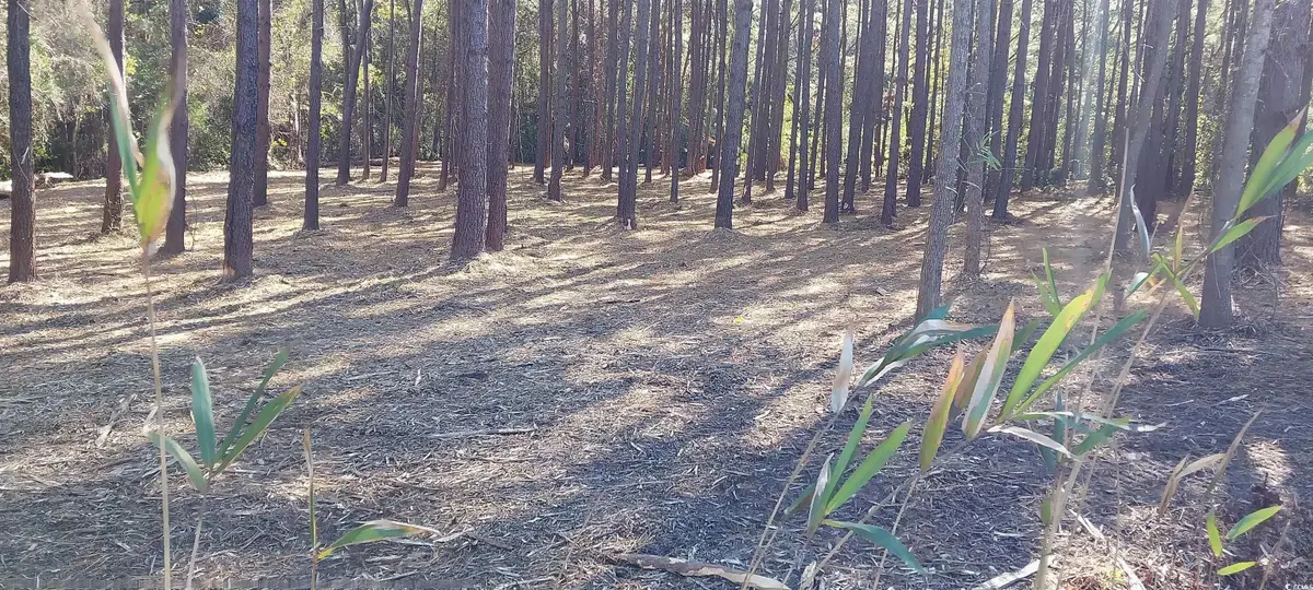 0 Millers Rd., Mullins, SC 29574 - Image #1