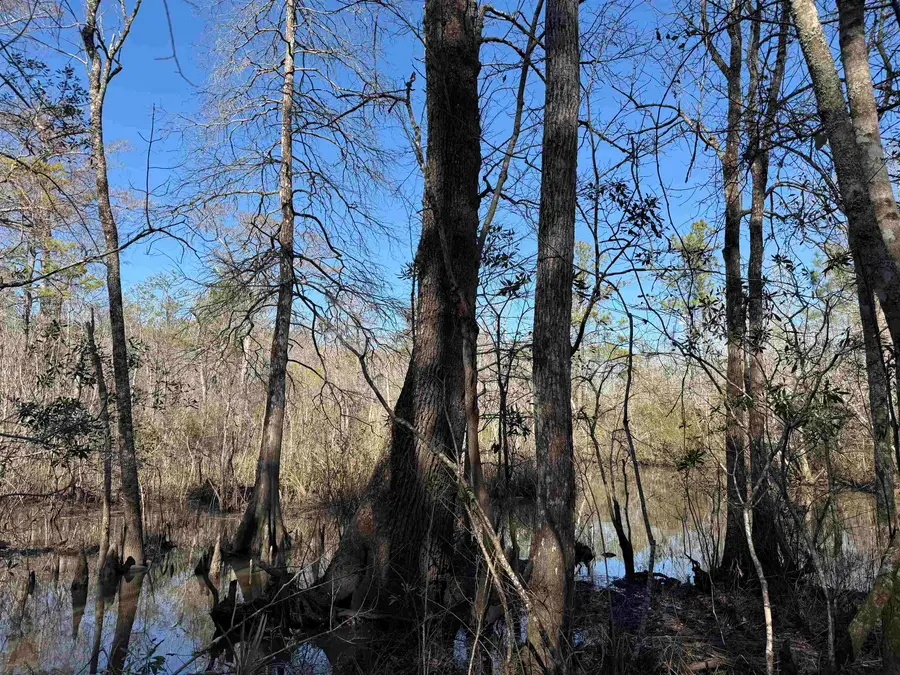 31.40 Acres-TBD Pennyroyal Rd., Georgetown, SC 29440 - Image #3