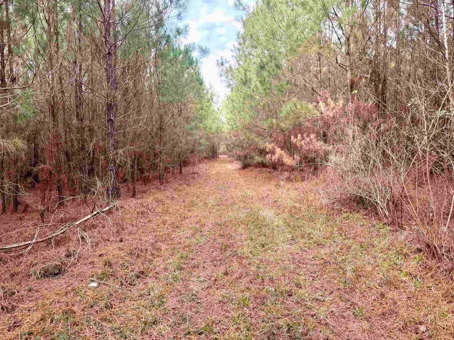 106.6 Acres-TBD Highway 52, Salters, SC 29590 - Image #3