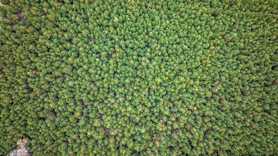 LOT 9 Creek Landing Rd, Nichols, SC 29581 - #2