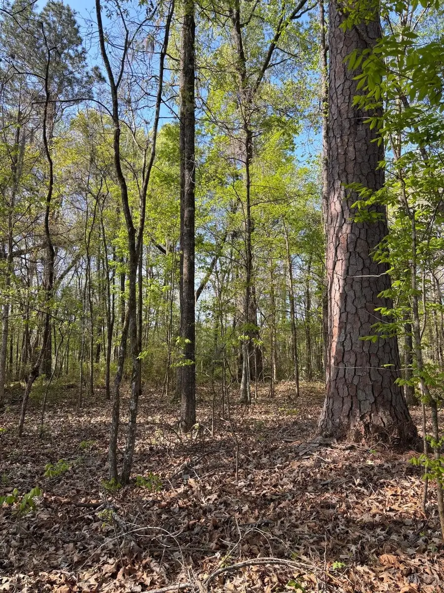 Rocky Ford Rd., Salters, SC 29590 - #2