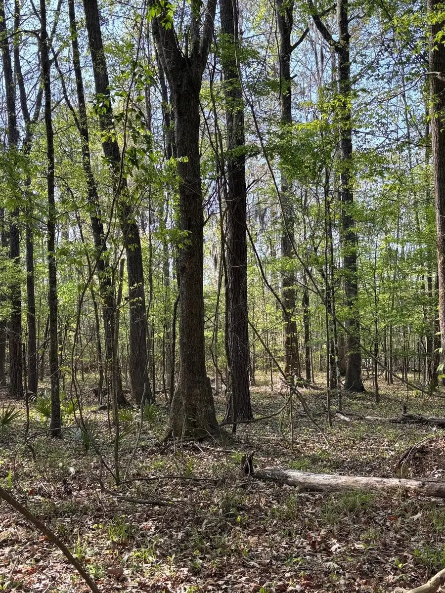 Rocky Ford Rd., Salters, SC 29590 - #3