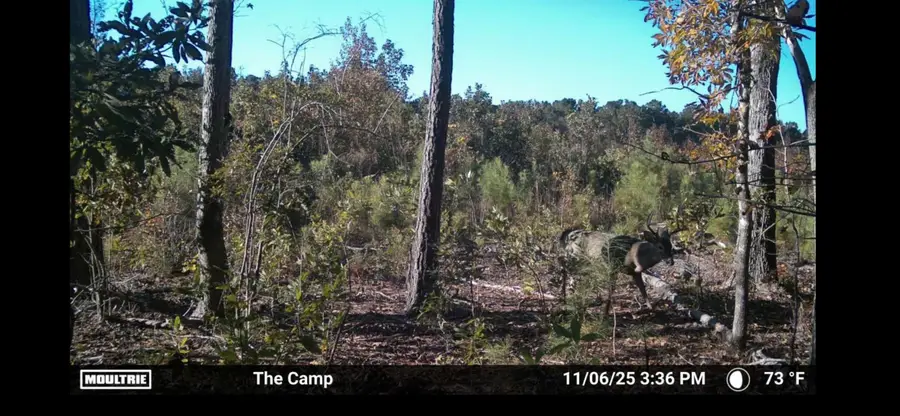 TBD Chair Rd., Hemingway, SC 29554 - #3