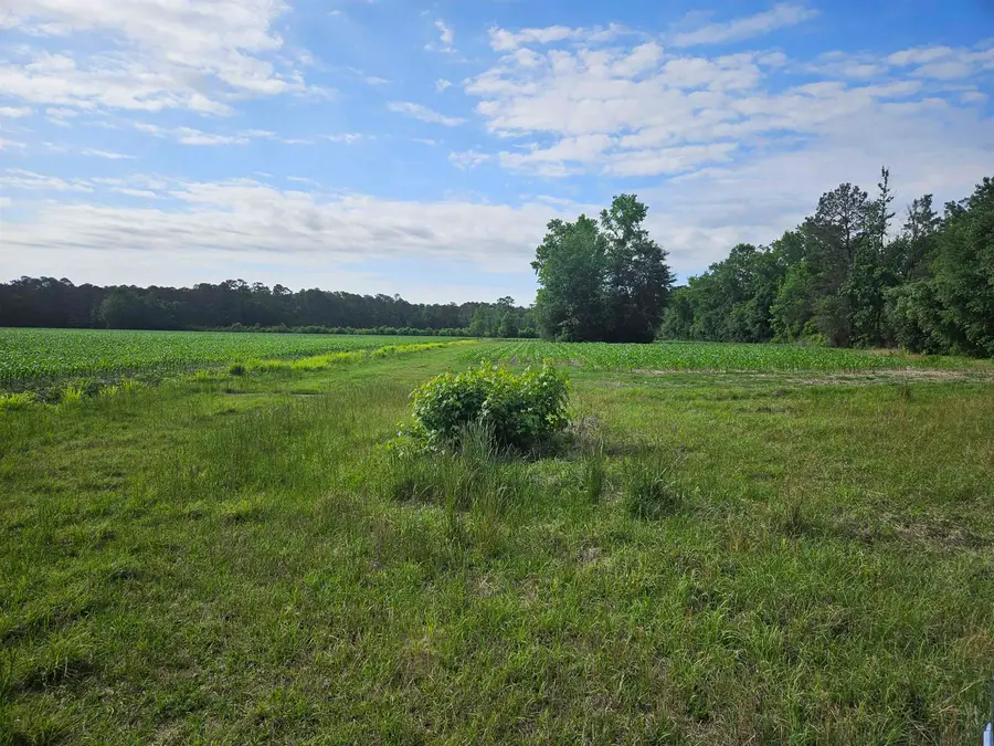 74.03 Acres - Highway 917, Nichols, SC 29581 - #2