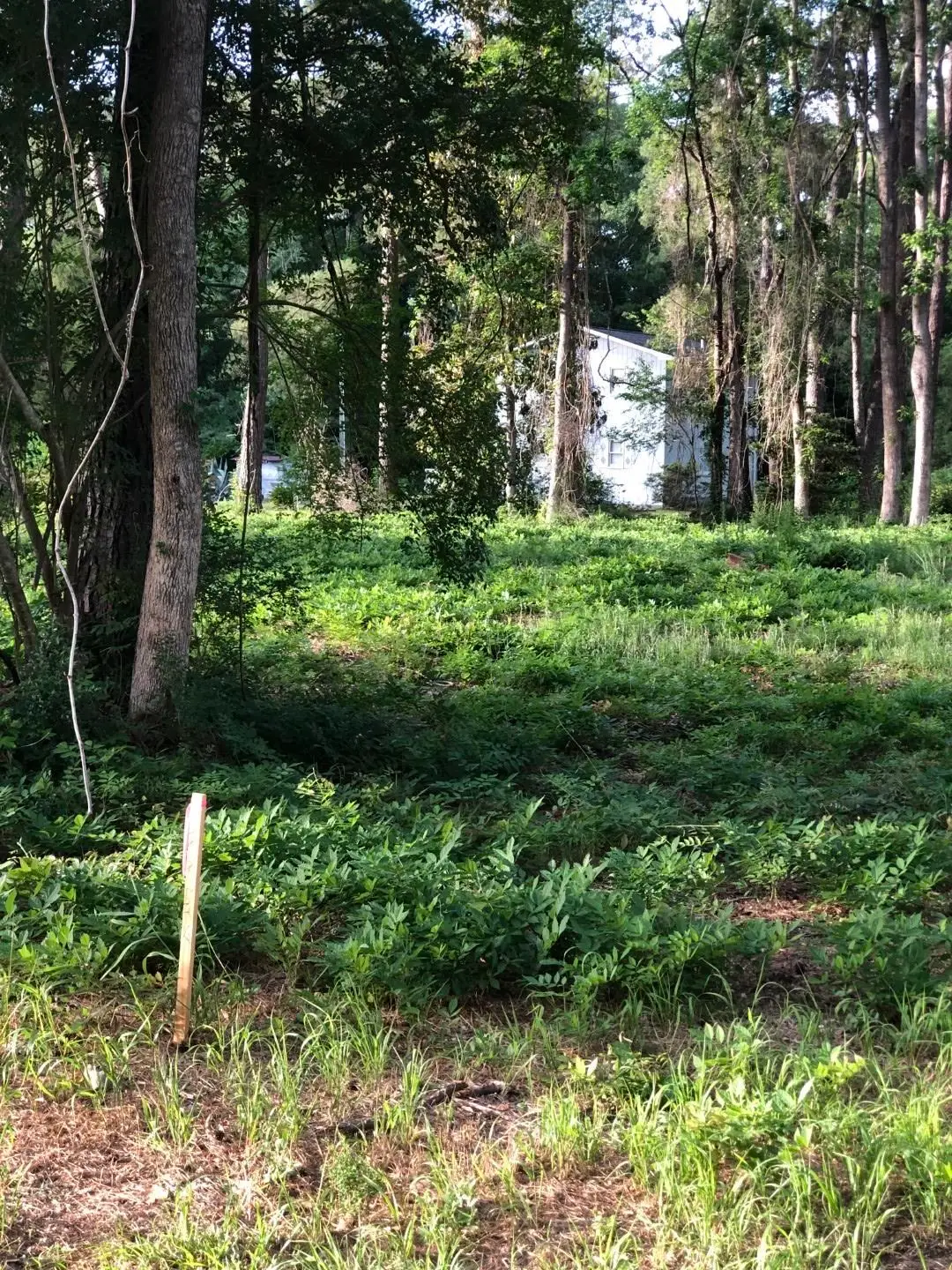 TBD Horseshoe Circle, Conway, SC 29527 - #1