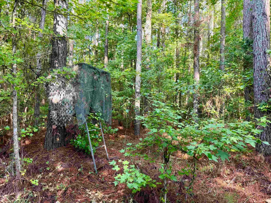 54.5 Acres Epps Rd., New Zion, SC 29111 - #2