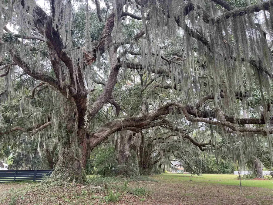 LOT 50 Oak Bay Dr., Georgetown, SC 29440 - #2