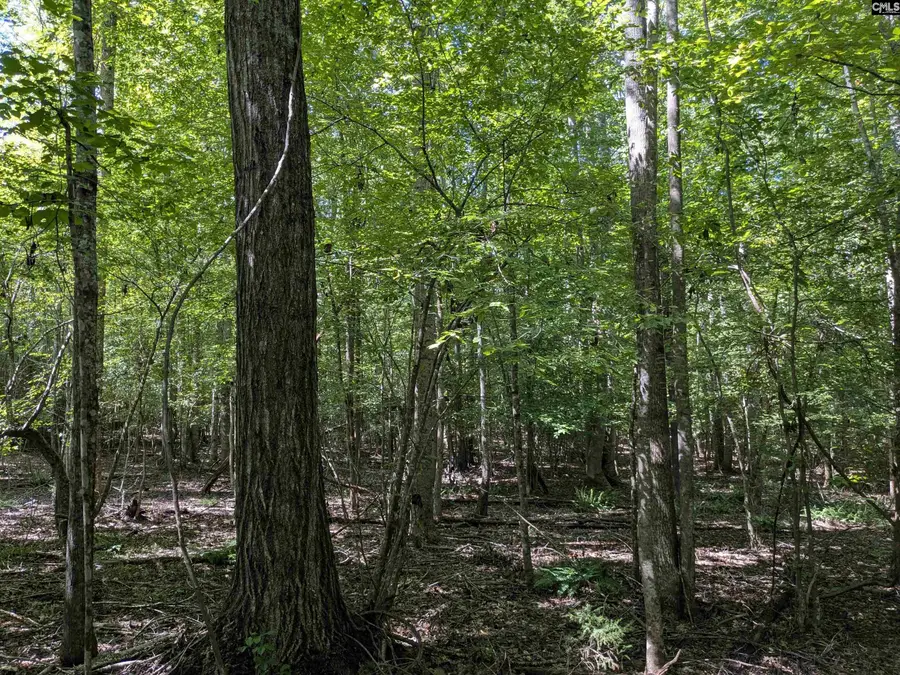 0 Taylor Road, Batesburg, SC 29006 - Image #3