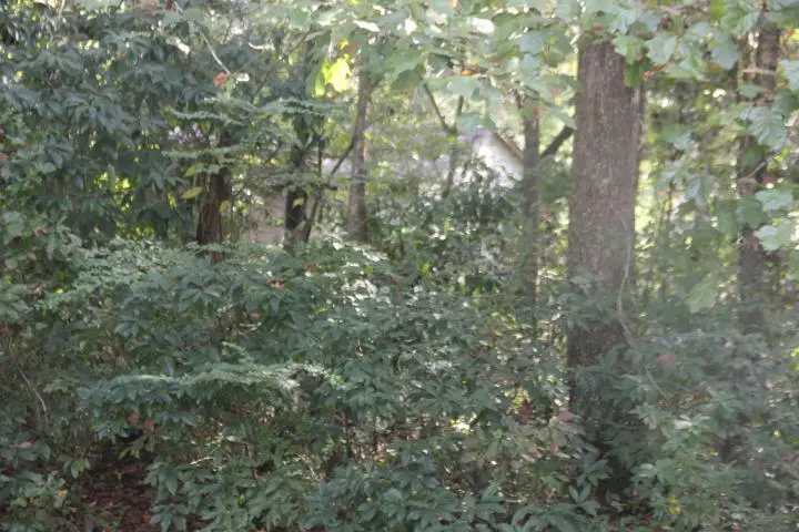 00 Flint Street, Charleston, SC 29412 - Image #1