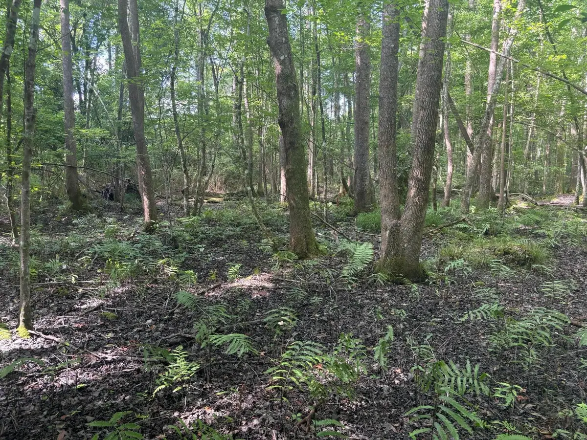 0 Back Pen Rd, Johns Island, SC 29455 - Image #1