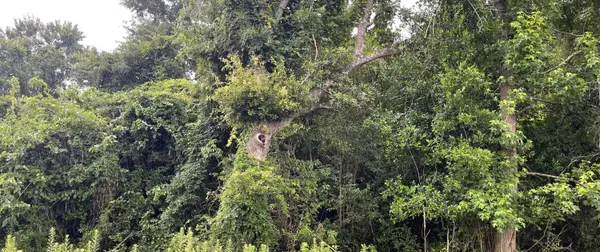 00000 Central Avenue, Summerville, SC 29483