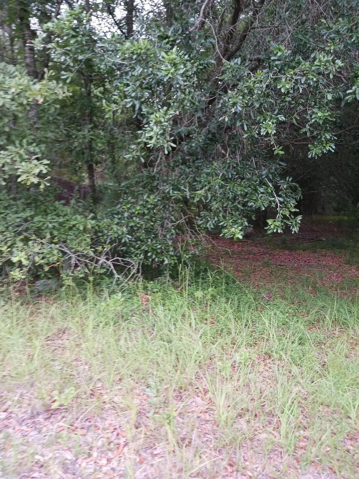 1638 Old Whitesville Road Road, Moncks Corner, SC 29461 - Image #1