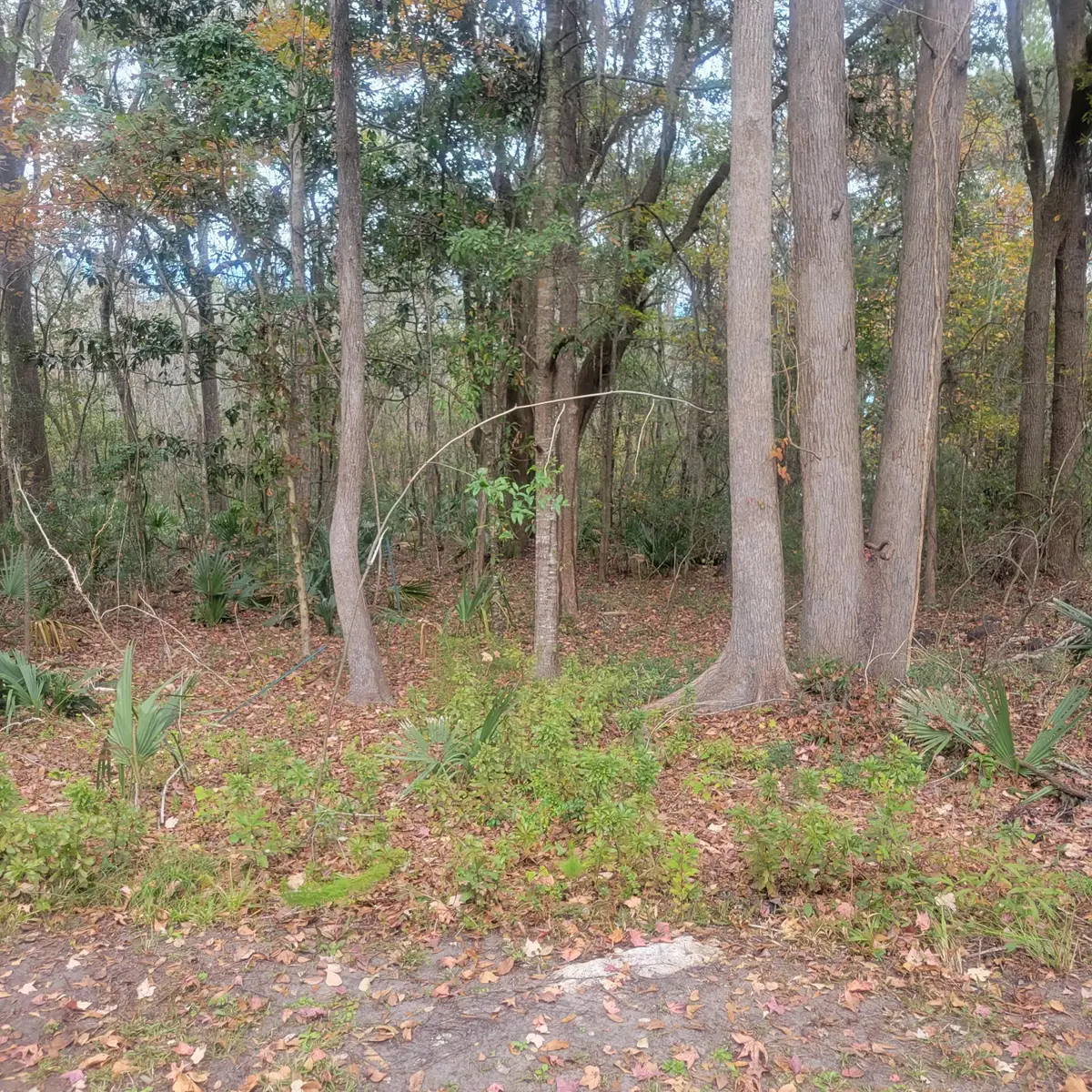 000 Murraywood Road, Johns Island, SC 29455 - Image #1
