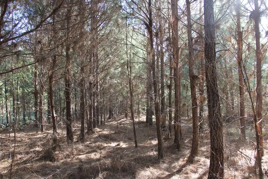 00 Fralix, Smoaks, SC 29481 - Image #2