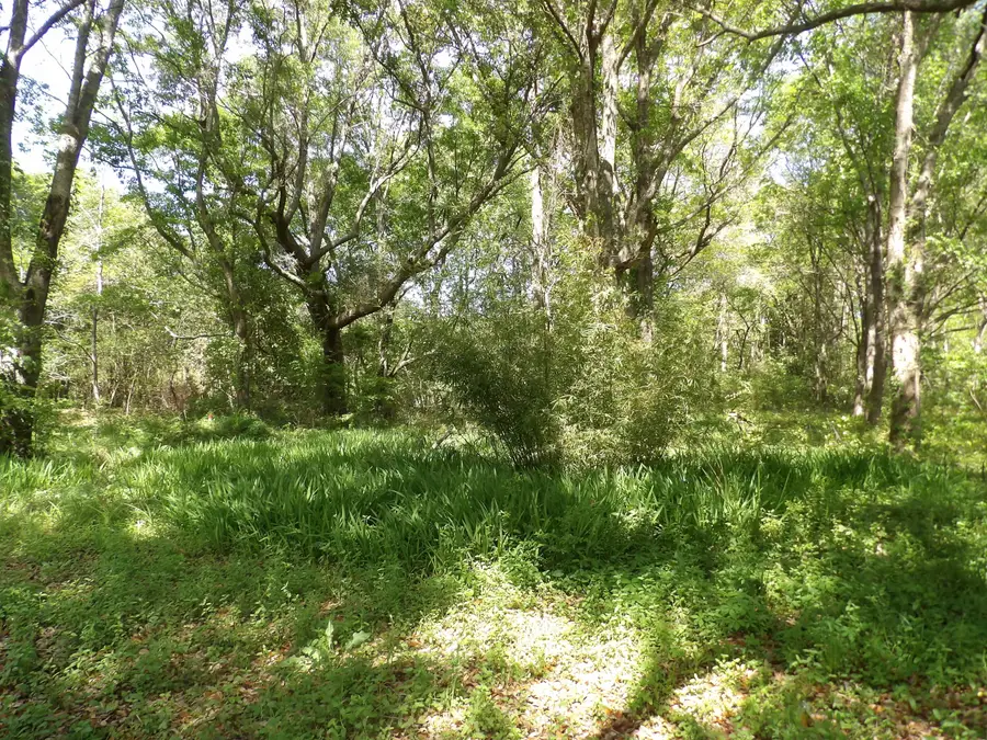 1558 Scott Hill Road, Charleston, SC 29412 - #3