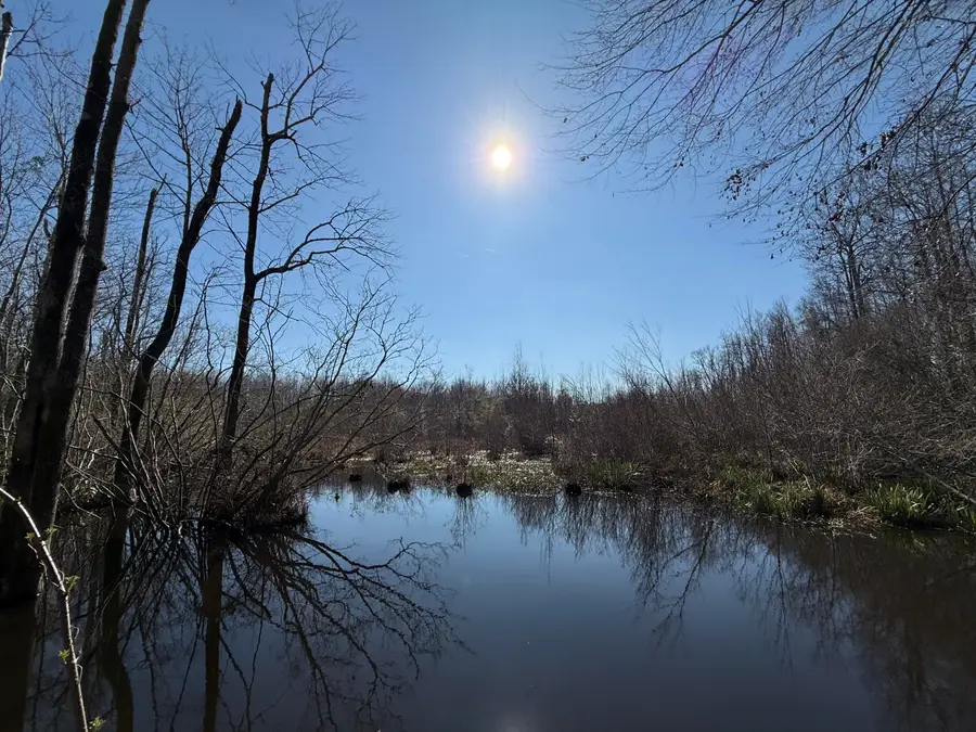 0000 Healing Springs Road, Blackville, SC 29817 - Image #3