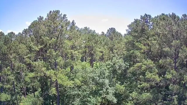 0 Nursery Road, Reevesville, SC 29471 - Image #3