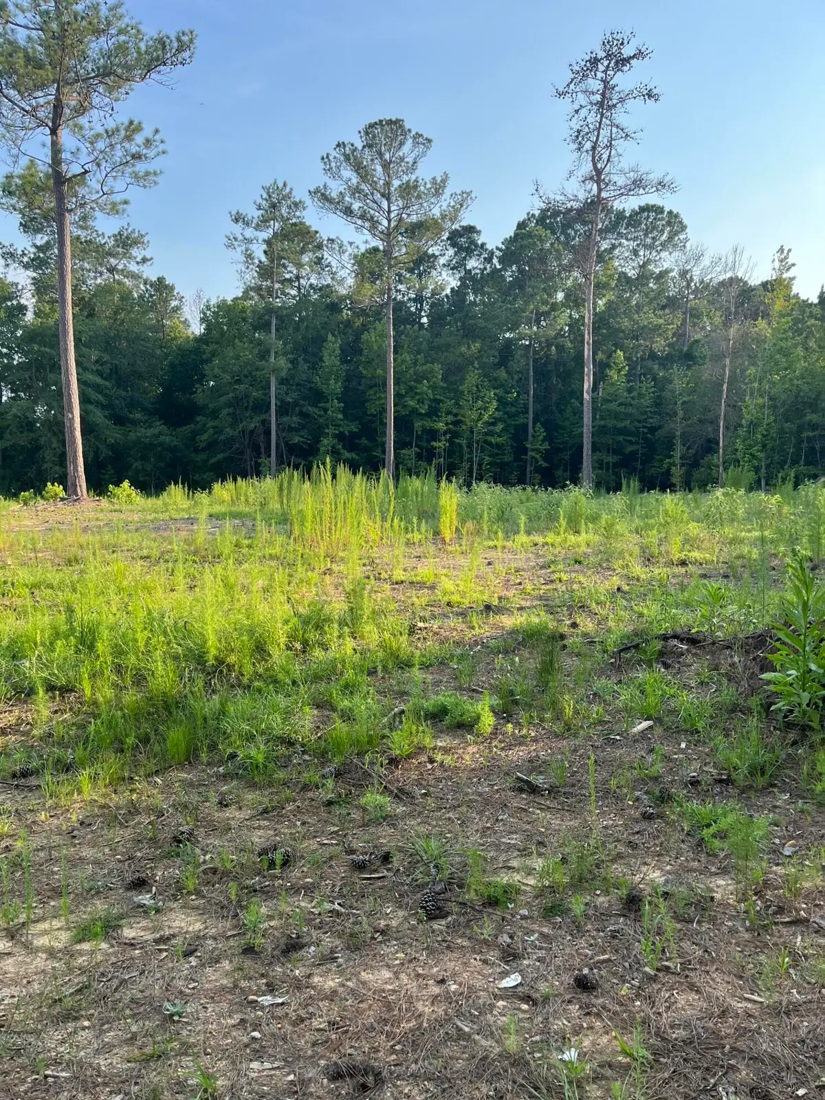 3171 Queens Way, Orangeburg, SC 29118 - #1