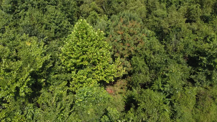 0 Rudd Road, Ridgeville, SC 29472 - #3