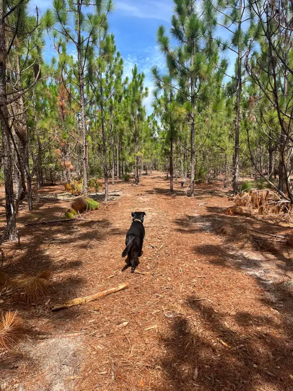 Bff 1b Brunson Teal Road #Bff 1b, Patrick, SC 29584