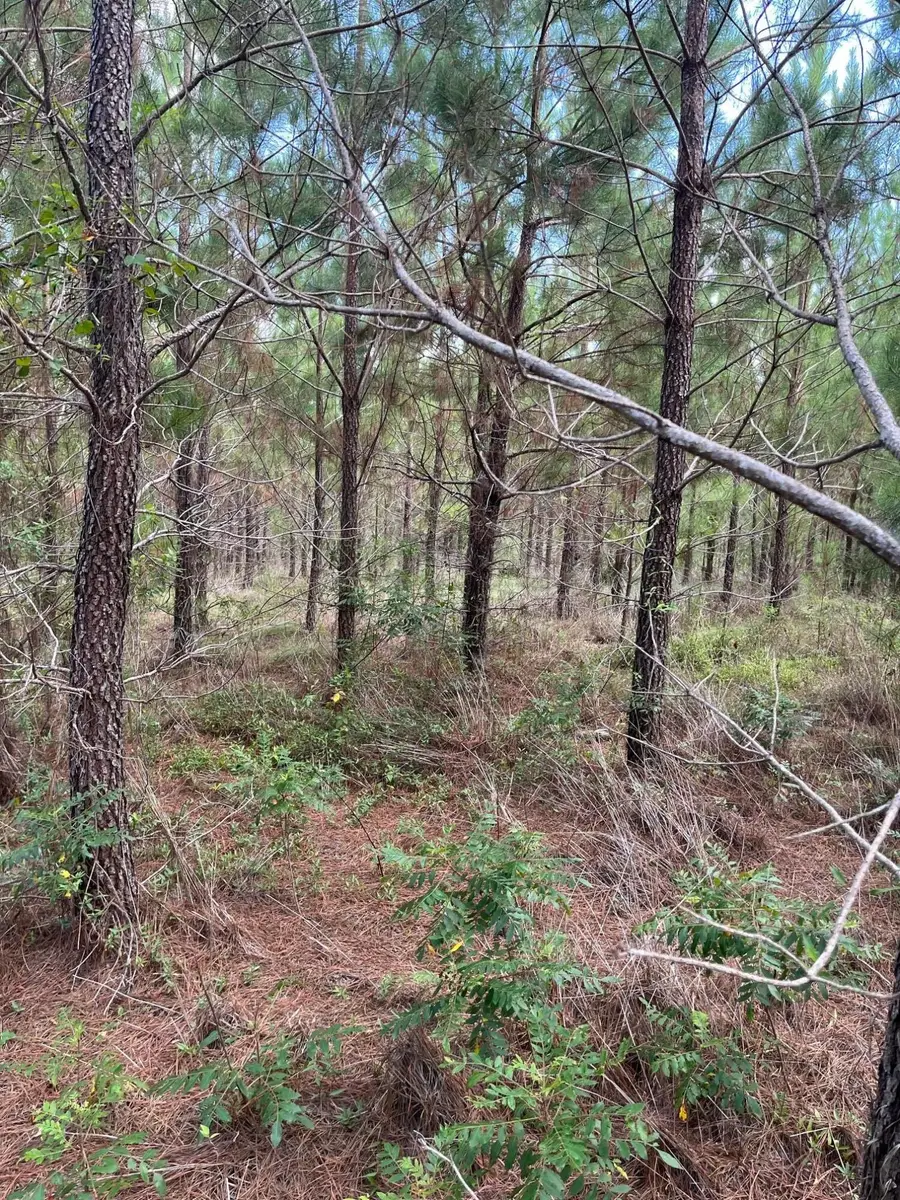 Bff 1b Brunson Teal Road #Bff 1b, Patrick, SC 29584 - Image #3