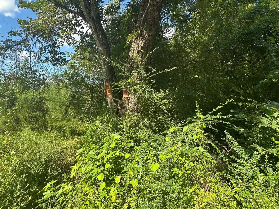 000 Benchwood Drive, Orangeburg, SC 29115 - #2