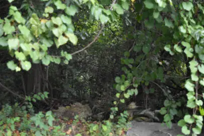 0 Irick Street, Eutawville, SC 29048 - Image #1