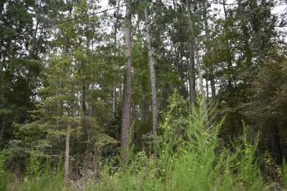 0 Daffodil Lane, Hemingway, SC 29554 - Image #1